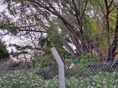 Turdus amaurochalinus