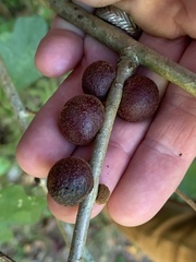 Disholcaspis globosa