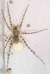 Pardosa mercurialis