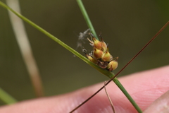 Carex lasiocarpa