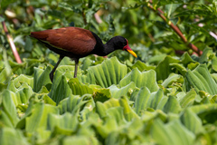 Jacana jacana
