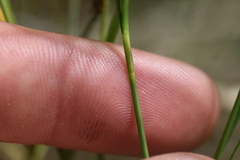 Carex lasiocarpa