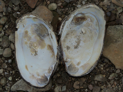 Ortmanniana ligamentina