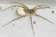 Pardosa mercurialis
