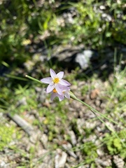 Olsynium scirpoideum