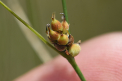Carex lasiocarpa