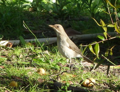 Turdus amaurochalinus