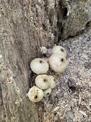 Lycoperdon perlatum