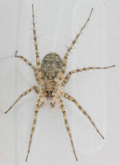 Pardosa mercurialis