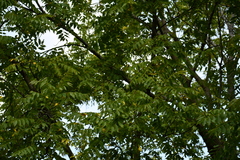 Juglans nigra