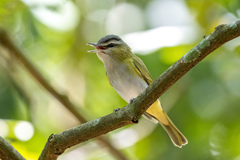 Vireo chivi