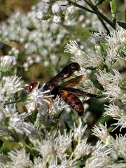Cerceris bicornuta