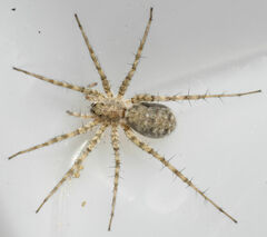 Pardosa mercurialis