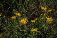 Heterotheca camporum