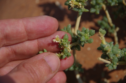 Trianthema hereroense (Trianthema hereroense)