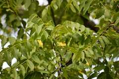 Juglans nigra