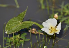 Sagittaria montevidensis