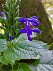 Salvia mexicana