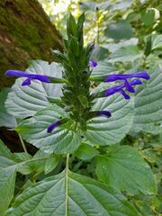 Salvia mexicana