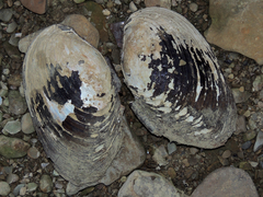 Ortmanniana ligamentina