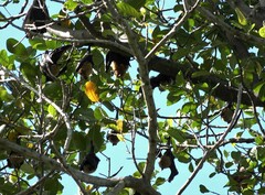 Pteropus seychellensis comorensis