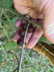 Disholcaspis globosa