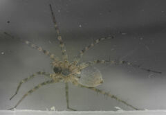 Pardosa mercurialis