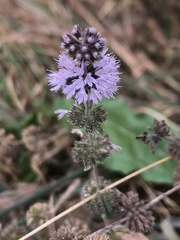 Mentha pulegium