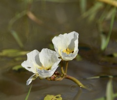Sagittaria montevidensis
