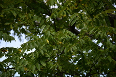Juglans nigra
