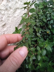 Parietaria judaica