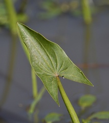 Sagittaria montevidensis