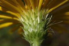 Heterotheca camporum