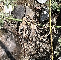 Aspidoscelis costatus