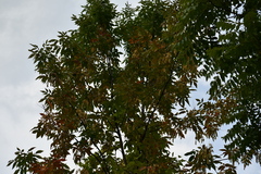 Fraxinus