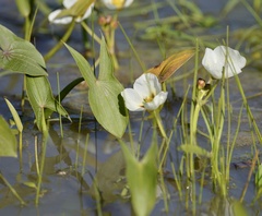 Sagittaria montevidensis