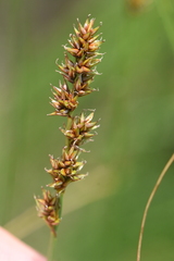 Carex diandra