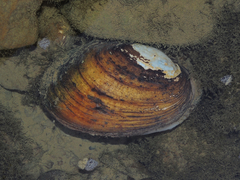 Ortmanniana ligamentina