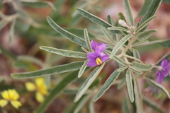 Solanum esuriale