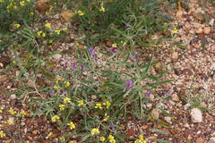 Solanum esuriale