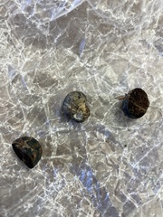 Chamonixia caespitosa