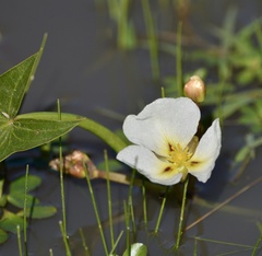 Sagittaria montevidensis