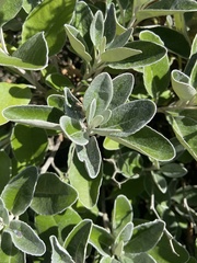 Brachyglottis greyi