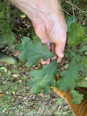 Disholcaspis globosa