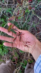 Dolichandra cynanchoides