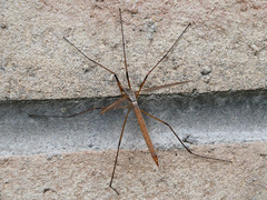Tipula paludosa
