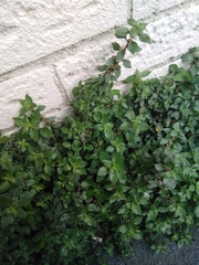 Parietaria judaica
