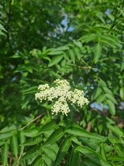 Sambucus australis