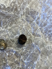 Chamonixia caespitosa