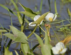 Sagittaria montevidensis